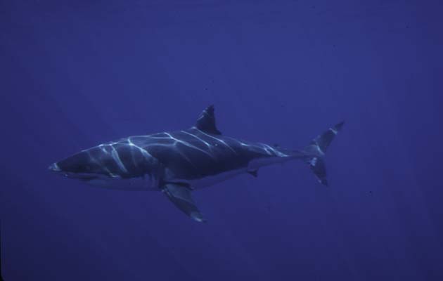 shark17_1102