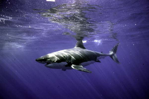 shark21_1102