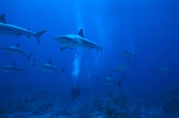 shark2_0402