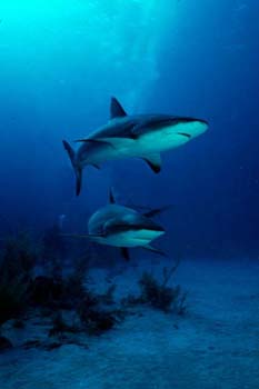 sharks
