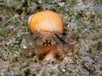 small_crab1