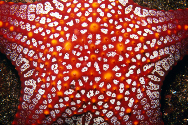 star1_0602