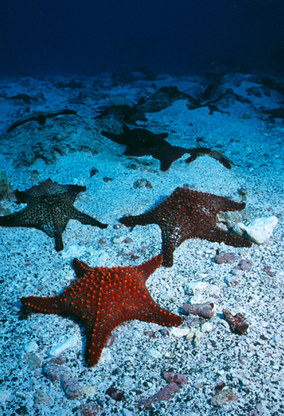 stars_0602