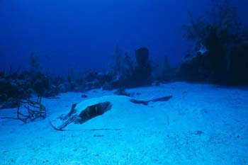 stingray1_sc