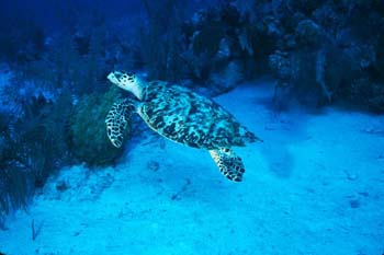 turtle1_sc