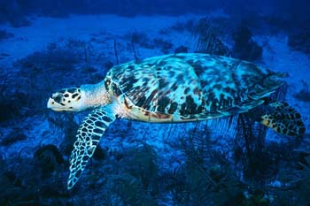 turtle2_sc
