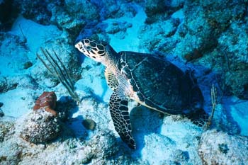 turtle3_sc