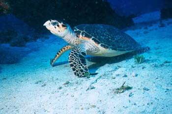 turtle4_sc
