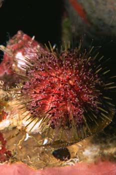 urchin2_sc
