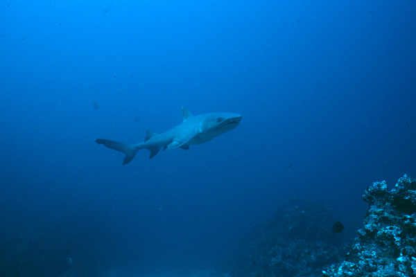 whitetip2_0602