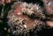 anemone_0602
