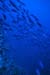 bluefish1_sc