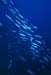 bluefish2_sc
