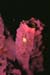 brittle_star