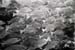 bwfish2_0602
