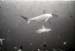 bwhh4_0602