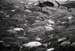 bwjacks_0602