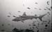 bwshark1_0602