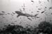 bwshark2_0602