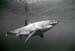 bwshark8_1102