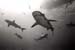 bwsharks1