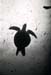 bwturtle1_0602