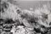 bwturtle2_0602