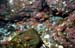 cardinals_0602