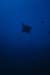 eagle_0602