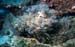 fern_0602