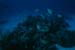 fishes