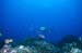 gshark2_0602