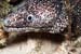 moray