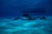 rays+boat