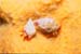 red_crabs