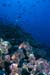 reef_0602