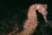 seahorse_0602