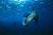 sealion_0602