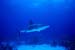 shark3a