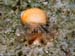 small_crab1