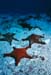 stars_0602