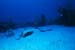 stingray1_sc