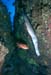 trumpet_0602