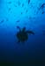 turtle1_0602