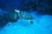 turtle1_sc
