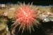 urchin1_sc