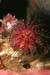 urchin2_sc