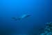 whitetip2_0602