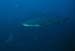 whitetip_0602